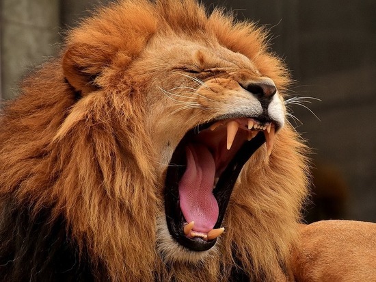 В Германии лев напал на сотрудницу зоопарка