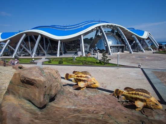 Дельфинарий во Владивостоке временно закроется для посещения