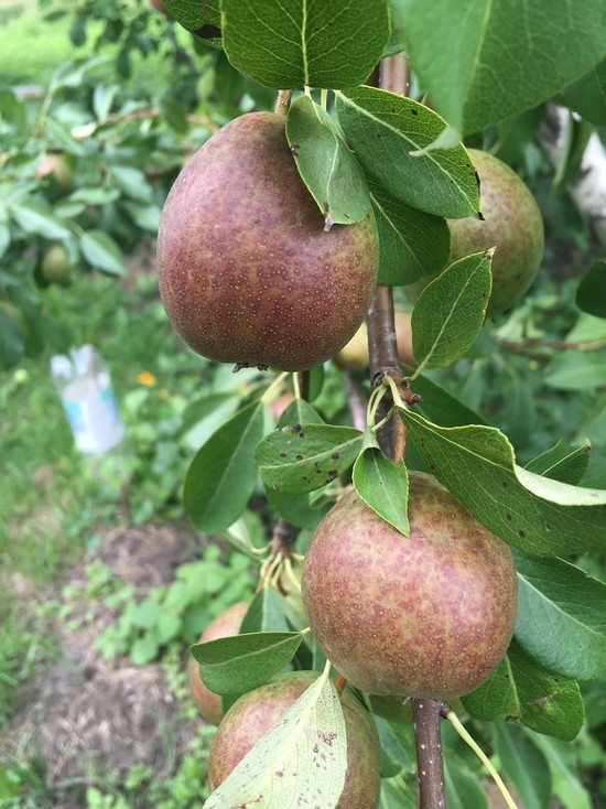 Смоленские таможенники не пустили в Россию 110 тонн груш и яблок