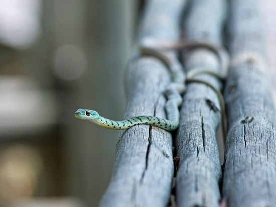 В Мьянме обнаружен новый вид змей Myanophis
