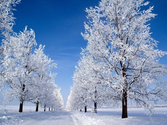 По-мужски суровый мороз ждет новосибирцев 23 февраля