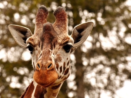 Три жирафа Ротшильда запутались в проводах в Кении