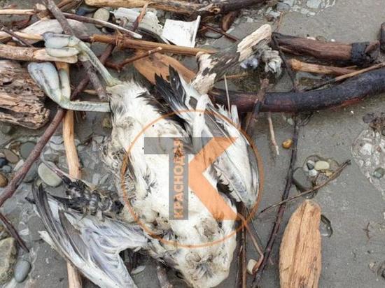 Жители Дивноморского сообщили о гибели диких птиц