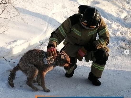 Пожарные спасли собаку из-под завалов сгоревшего дома в Лабытнанги
