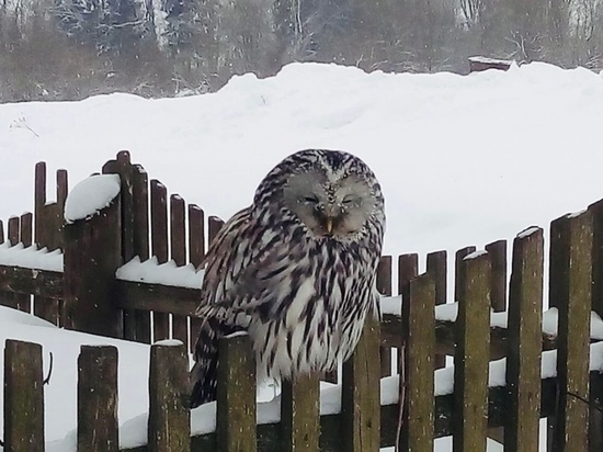 Небольшая сова обосновалась на заборе в Тверской области