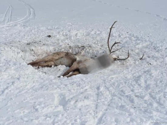 Глава Ямальского района отправился к тундровикам решать проблему гибели оленей из-за голода