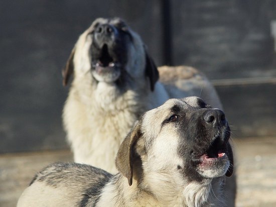 Сергей Кузнецов спрогнозировал увеличение стай собак из-за действий зоозащитников