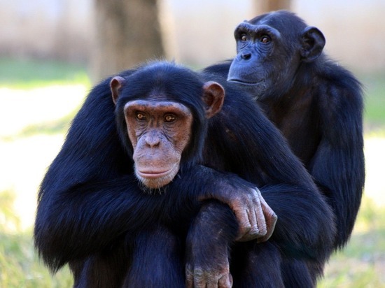 Доказана способность шимпанзе объединяться против общего врага