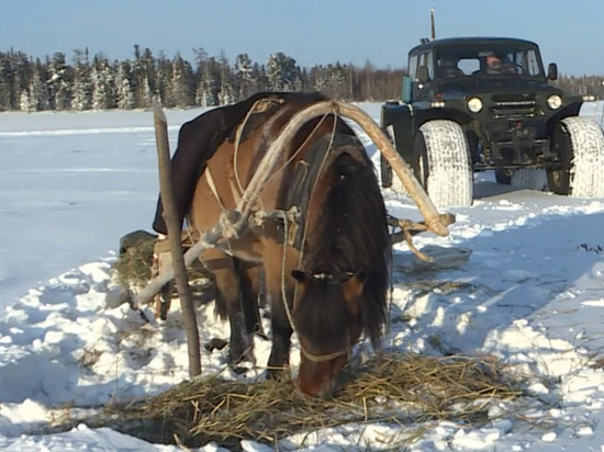 Лошадь арестовали за браконьерство на Ямале