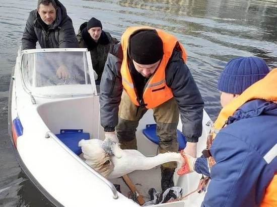 Спасатели помогли раненому лебедю в Горячем Ключе