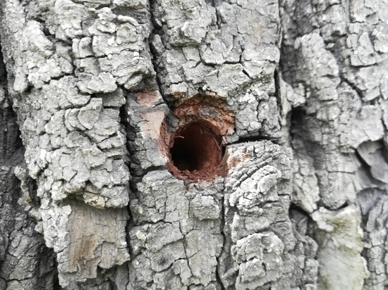 Расследование по просверленным деревьям в Чите приостановили из-за отсутствия подозреваемых