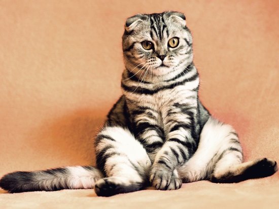 В петербургских учреждениях культуры пройдет перепись котов