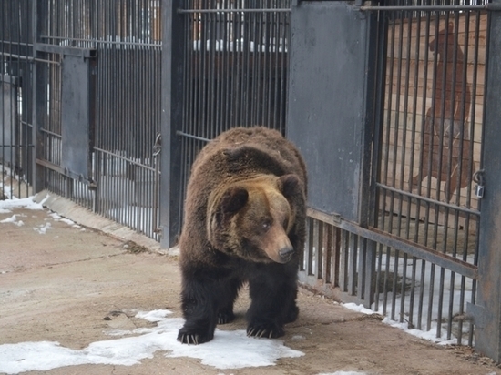 На Сахалине уже проснулись медведи