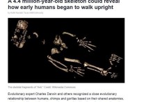 Скелет древнего человека возрастом 4,4 млн лет оказался максимально близок к обезьяньему