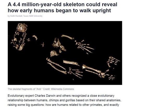 Скелет древнего человека возрастом 4,4 млн лет оказался максимально близок к обезьяньему