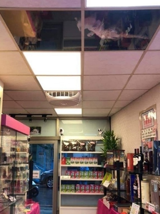 Операция «Котофей» — в одном из магазинов в Шарье разобрали потолок, чтобы спасти кота