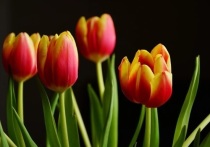 Цветы на 8 марта в Хабаровске продаются самые разные, как выбрать букет по вкусу и кошельку - читайте в материале «МК»