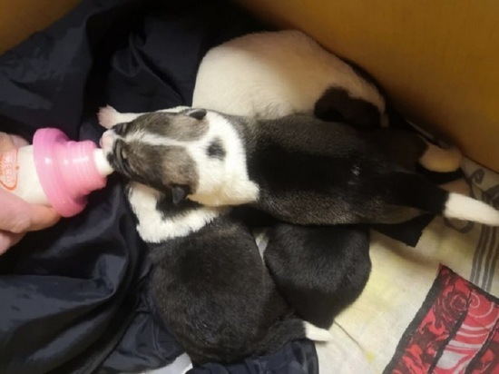  Полицейские Колымы спасли четырёх щенков