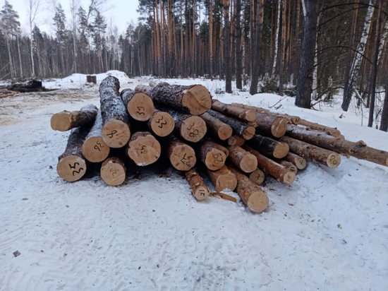 В Тамбовской области задержали подозреваемого в незаконной вырубке леса