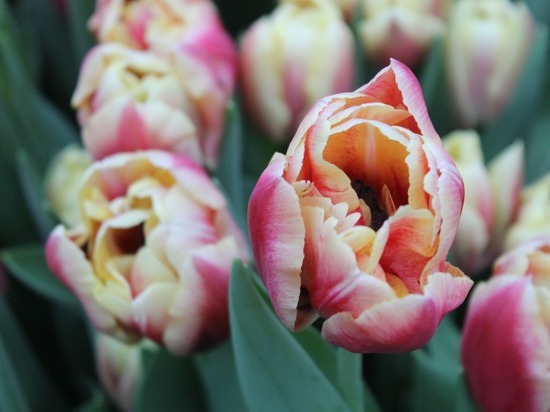 В субботу в Твери откроется выставка тюльпанов