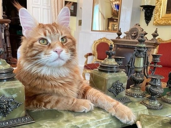На Instagram кота митрополита Тихона подписались больше 10 тысяч человек