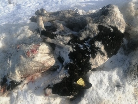 В Рязанской области телят выкинули на обочину дороги