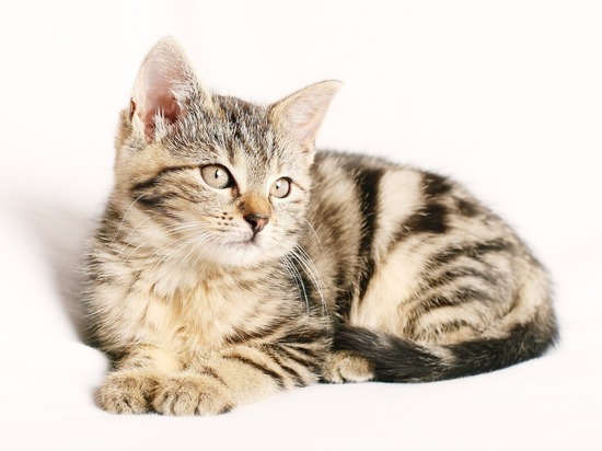 День кошек 1 марта: интересные факты о животных