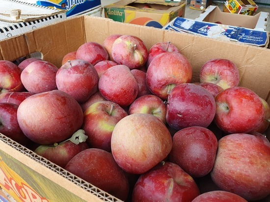 Яблоневый сад разобьют в Предгорном округе Ставрополья