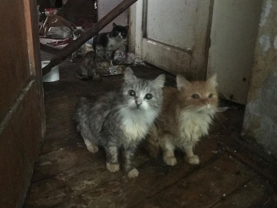 До и после: как сложилась жизнь кошек, спасённых из дома-концлагеря в Твери