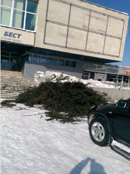 Вырубку елей на Космическом проспекте в Омске признали незаконной