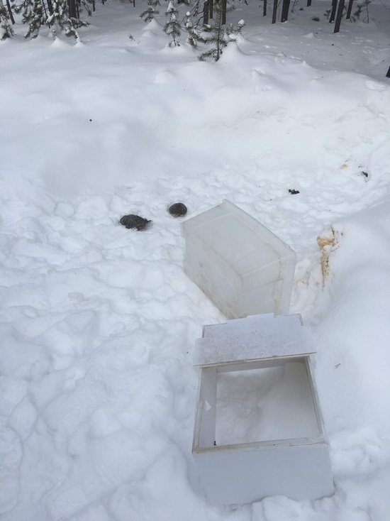 «У одной был пробит панцирь»: неизвестные живодеры выбросили на мороз двух черепах в Ноябрьске