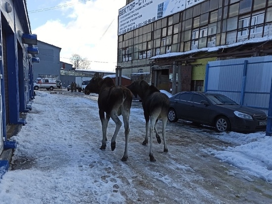 По улицам Рыбинска гуляют два лося