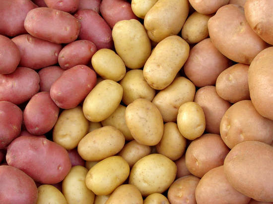 На выставке «Картофель-2021» в Чебоксарах будет представлено 32 сорта семенного картофеля
