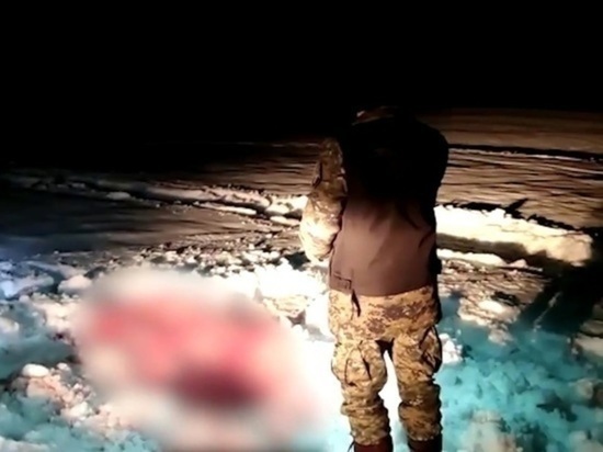 В Госдуме призвали жестко наказать молодых людей из Тверской области за убийство лосихи