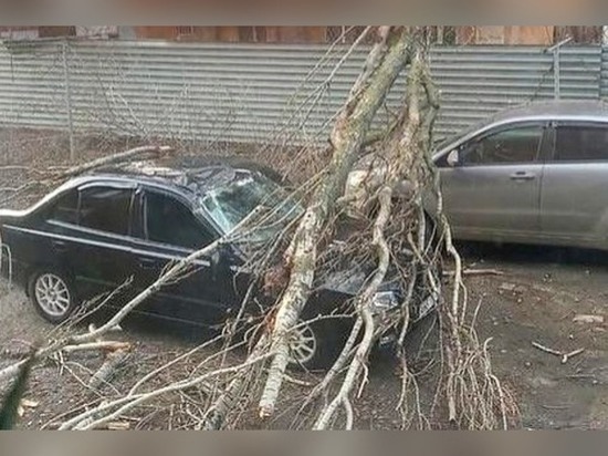 На улице Нансена в Ростове-на-Дону дерево рухнуло на две иномарки