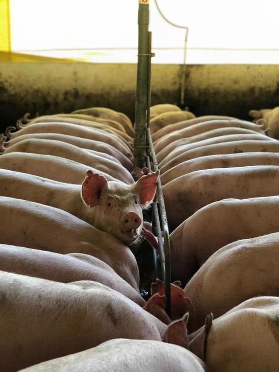 «Буфер» без свиней появится вокруг свиноводческих комплексов Псковской области