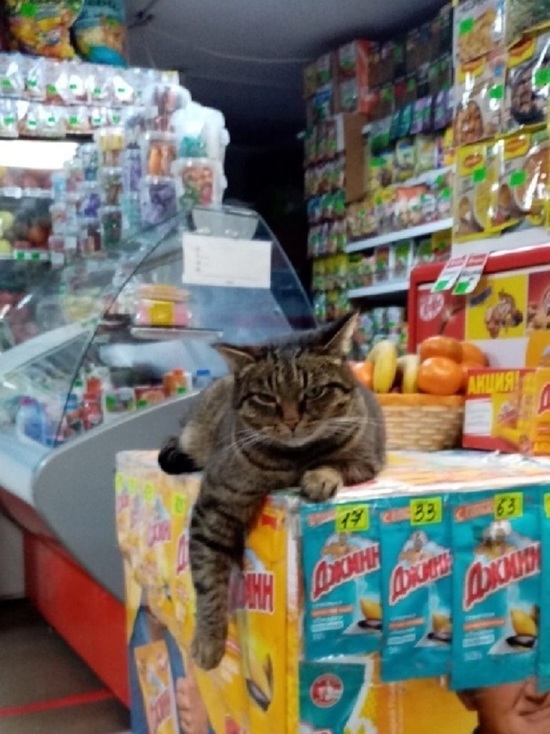 Островичи разругались в соцсетях из-за кота на магазинном прилавке