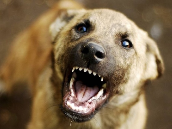 23 миллиона выделили на приют для бездомных собак в Братске