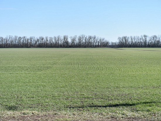 Губернатор Кубани осмотрит поля для озимой пшеницы