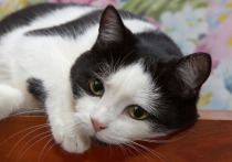 В ходе пьяных супружеских разборок погибла домашняя кошка на западе Москвы