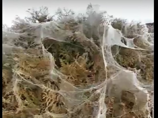Жители Анапы испугались нашествия пауков: «Весь город белый»