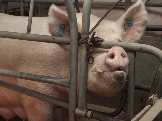 Африканской чумой заболели свиньи в Чите и Читинском районе