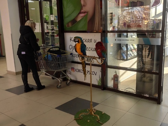 "Больные и ободранные": Псковичку шокировал вид попугаев в ТЦ