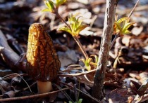 Со строчков и сморчков начнется в этом году грибная весна в Подмосковье