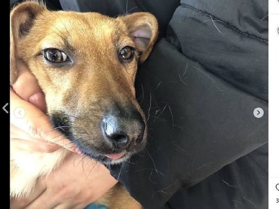 Ветеринары спасли пьяную собаку, напившуюся в день кошек