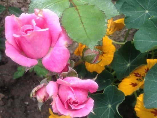 В Смоленске с 5 по 8 марта пройдут четыре праздничных концерта