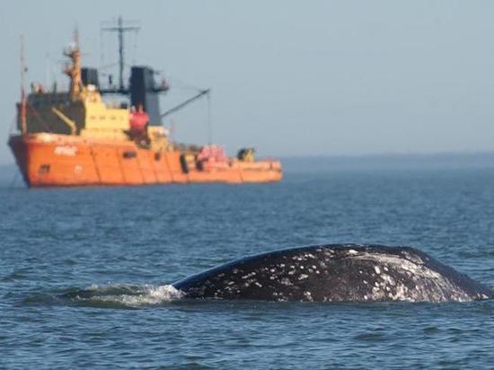 Нефтяники изменили маршруты судов у берегов Сахалина ради серых китов