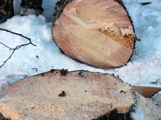 В марте в Костроме начнут вырубать старые деревья