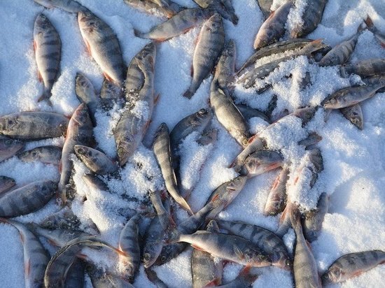 В Татарстане у браконьеров забрали 1350 сетей и других снастей за год