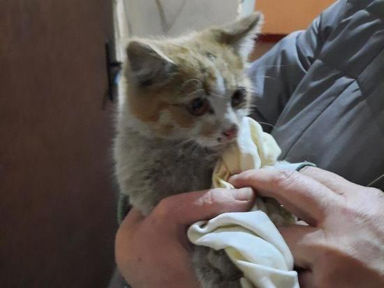 Житель Балашихи спас застрявшего котёнка, «дотянувшись» до него через 9 этажей